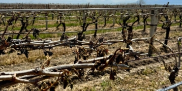 Zirai Don Felaketi: Acil Önlem Çağrısı!