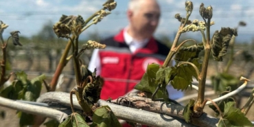 Zirai Don Felaketi: Çiftçiye 21 Milyar Lira Zarar