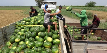 Karpuz Hasadı Dolu ve Donla Zarar Gördü!