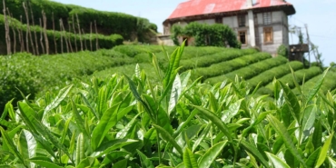 Bayraktutan: Çay Taban Fiyatı Revize Edilmeli!