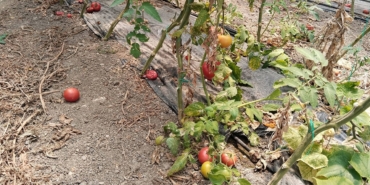 Çiftçiler İsyanda: Tarımda Kriz Derinleşiyor!