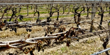 2025’te Bitkisel Üretimde Sert Düşüş Bekleniyor!