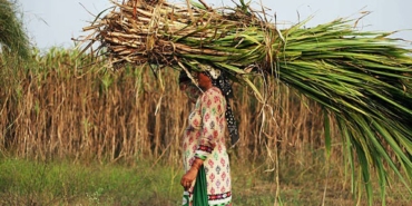 Hindistan’da Şeker Üretiminde Rekor Artış Bekleniyor!