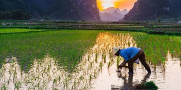 Japonya’da Pirinç Krizine Yeni Çözüm: 200 Bin Ton