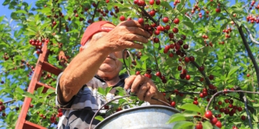 Zirai Don Tarım İşçilerini Mağdur Etti!