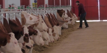 Süt Üretiminde Çözüm İçin Komisyon Talebi!