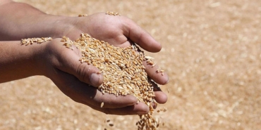 2025 TMO Hububat Alım Fiyatları Açıklandı!