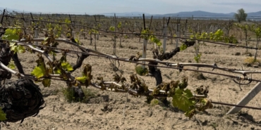 Zirai Don Ödemeleri Bayram Sonrası Başlıyor